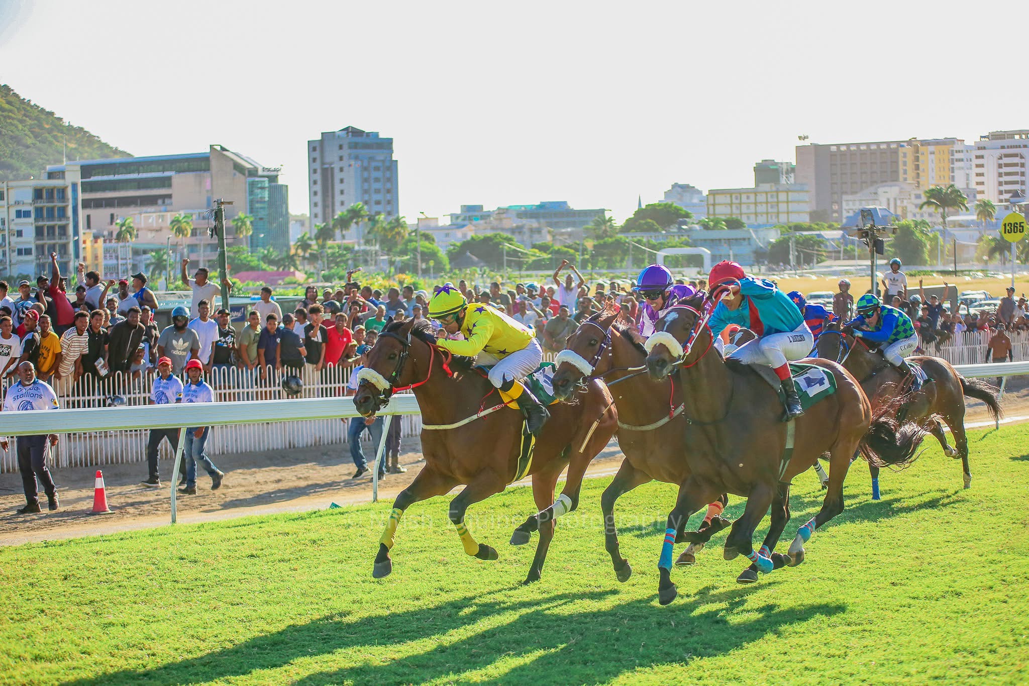 Horse racing at full speed